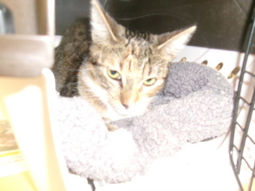 DAVEY, a cat for adoption from East Valley Animal Care and Control Center