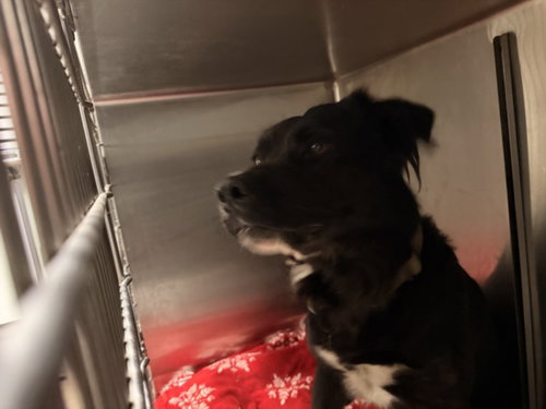 LUCAS, a dog for adoption from East Valley Animal Care and Control Center