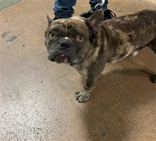 ALFRED, a dog for adoption from East Valley Animal Care and Control Center