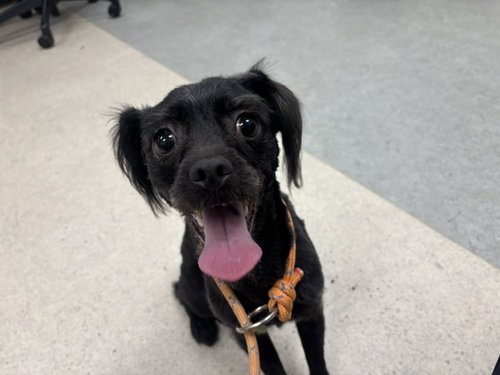 ONYX, a dog for adoption from East Valley Animal Care and Control Center