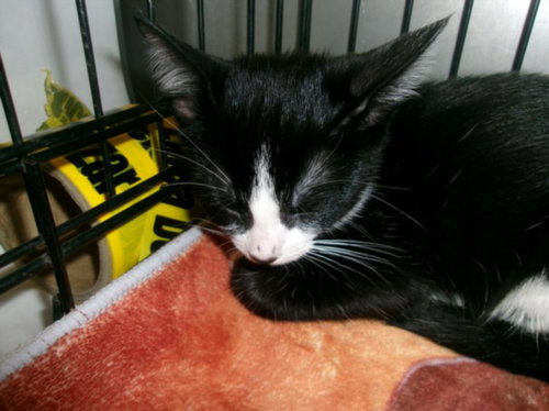 KITTY CAT 2, a cat for adoption from East Valley Animal Care and Control Center