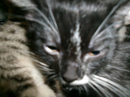 KITTY CAT 3, a cat for adoption from East Valley Animal Care and Control Center