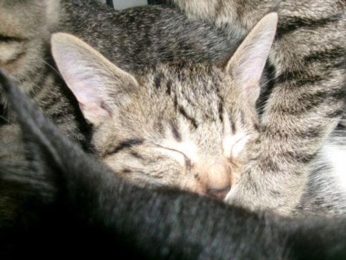KITTY CAT 4, a cat for adoption from East Valley Animal Care and Control Center