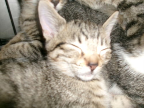 KITTY CAT 5, a cat for adoption from East Valley Animal Care and Control Center