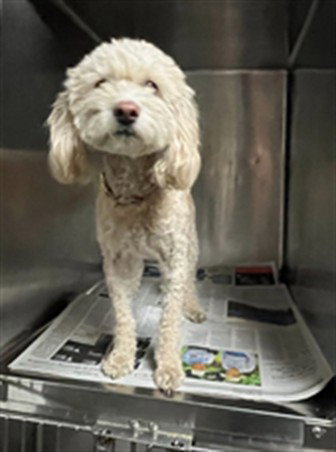ALBA, a dog for adoption from East Valley Animal Care and Control Center