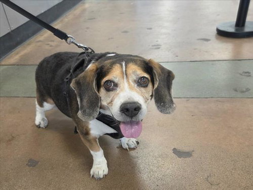 MICKEY, a dog for adoption from East Valley Animal Care and Control Center