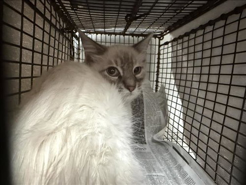 BLAZE, a cat for adoption from East Valley Animal Care and Control Center