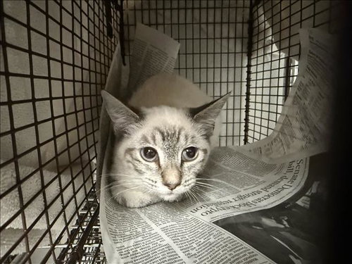 Zephyr, Domestic Short Hair (medium coat)