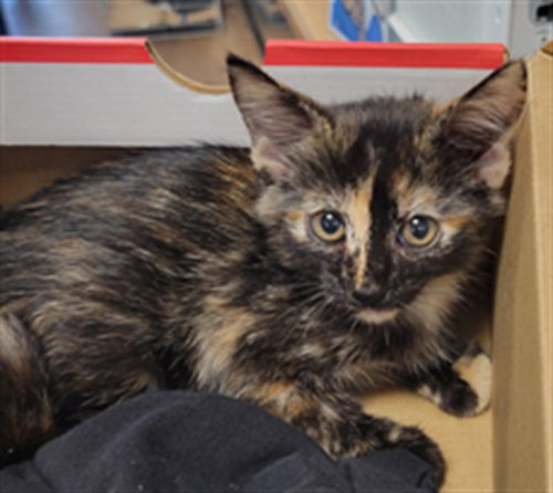 SMOKEY, a cat for adoption from East Valley Animal Care and Control Center