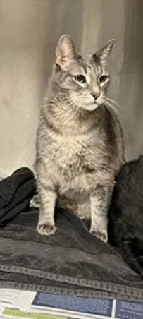 Mufasa - Domestic Short Hair