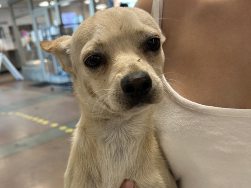 Blue, Chihuahua (medium coat)