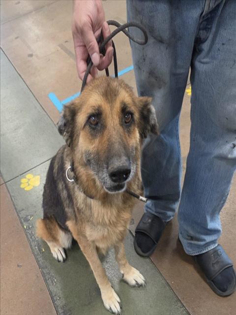 Nina, German Shepherd Dog (medium coat)