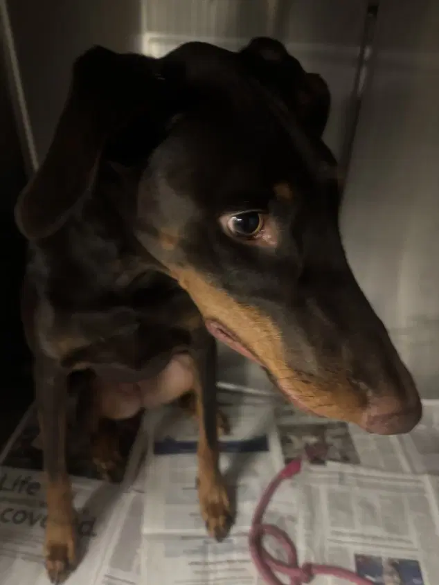 Betty Crocker - Doberman Pinscher