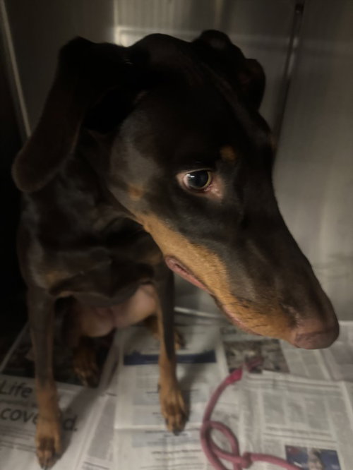 Betty Crocker, Doberman Pinscher (medium coat)