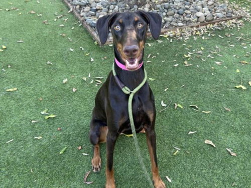 Betty Crocker, Doberman Pinscher (medium coat)