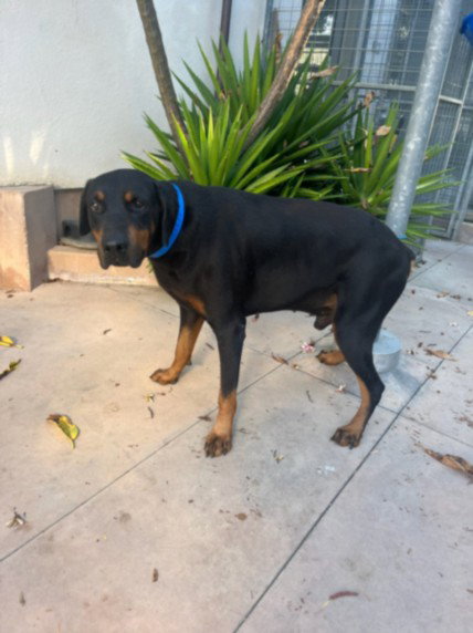 Scooby, Doberman Pinscher (medium coat)