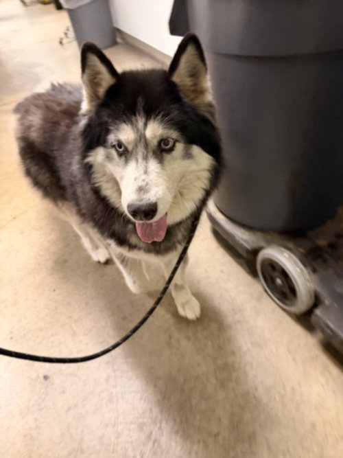 Melody, Siberian Husky (medium coat)