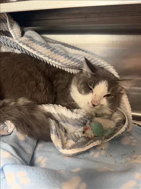 Jeronimo - Domestic Medium Hair