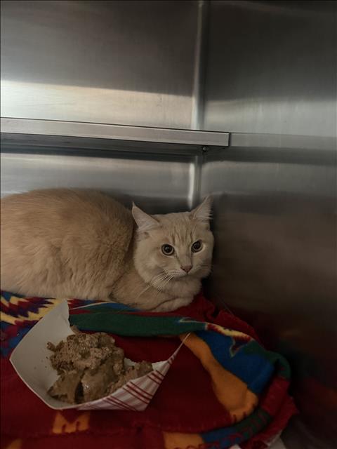 GINGER, a cat for adoption from East Valley Animal Care and Control Center