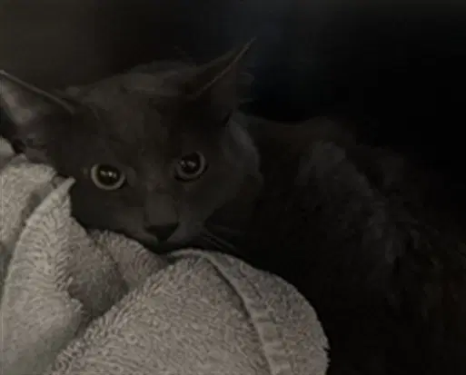 Ronnie - Domestic Medium Hair