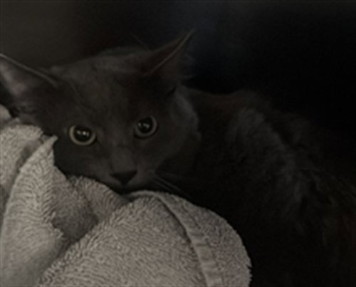 RONNIE, a cat for adoption from East Valley Animal Care and Control Center