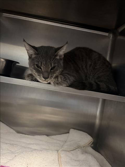 A2299716, a cat for adoption from East Valley Animal Care and Control Center