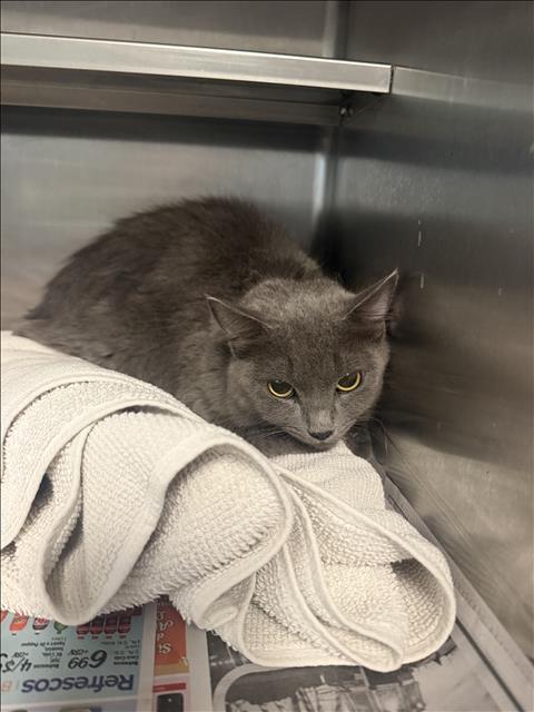 SALLY, a cat for adoption from East Valley Animal Care and Control Center