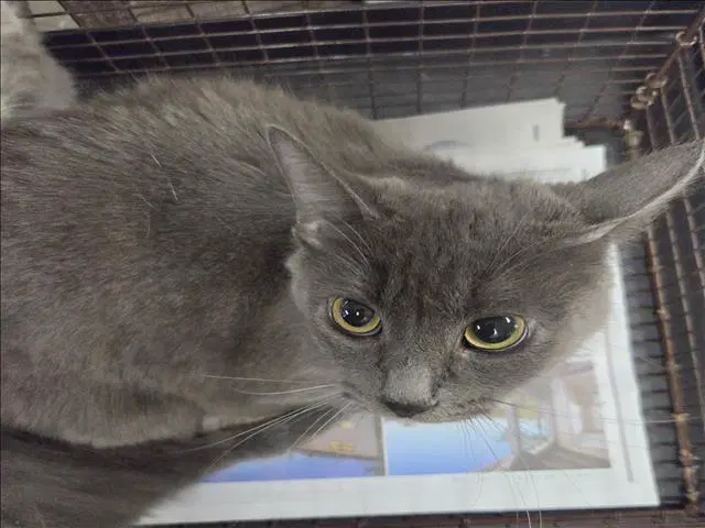 Smokey - Russian Blue