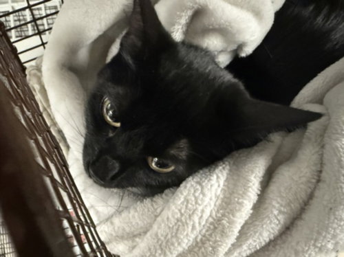 GWEN, a cat for adoption from East Valley Animal Care and Control Center