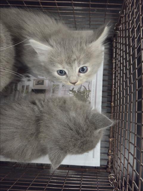 A2299800, a cat for adoption from East Valley Animal Care and Control Center