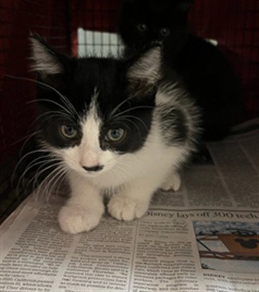 A2299831, a cat for adoption from East Valley Animal Care and Control Center