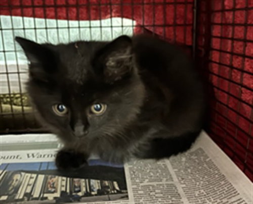 A2299832, a cat for adoption from East Valley Animal Care and Control Center