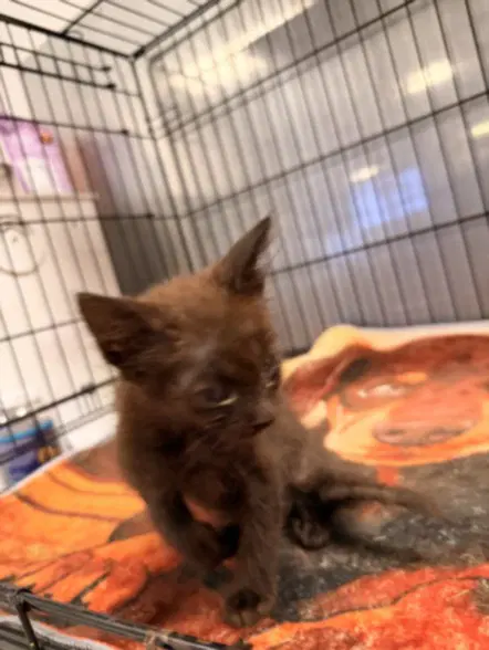 Scoby - Domestic Short Hair