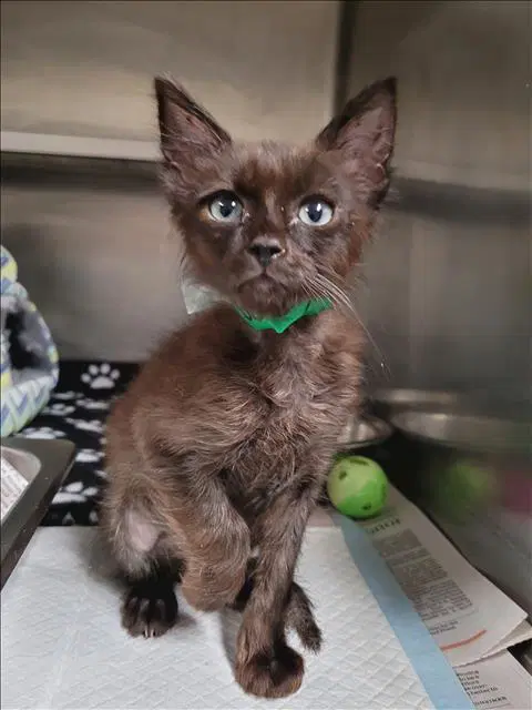 Scoby - Domestic Short Hair
