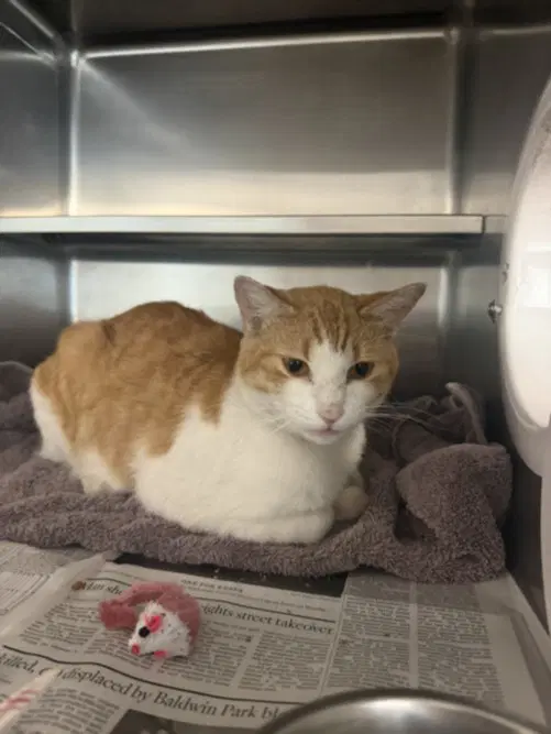 Stevie - Domestic Short Hair