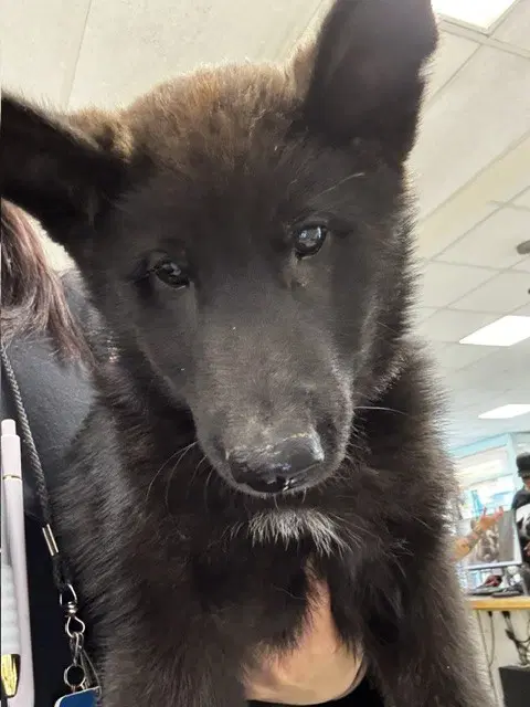 Otto - German Shepherd Dog