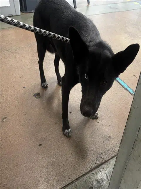 Chiquita image 1