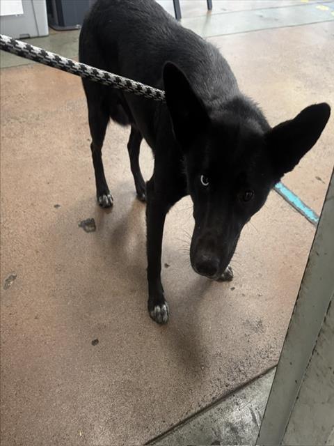Chiquita