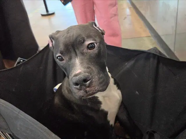 Brad Pitt - Pit Bull Terrier