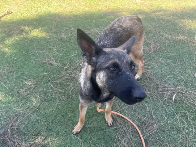 Honda - German Shepherd Dog