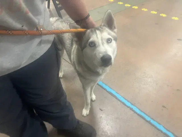 Sewey - Siberian Husky