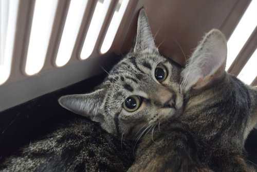 Skidoo, Domestic Medium Hair (medium coat)