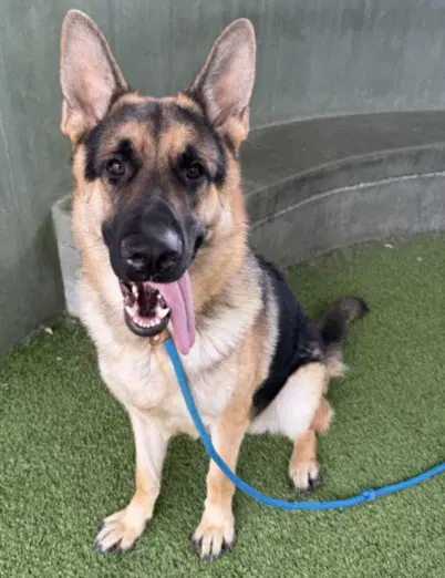 Wellington - German Shepherd Dog