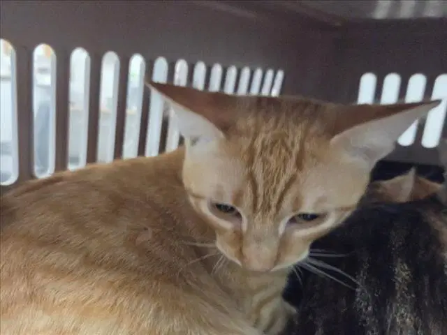 Quinton - Domestic Medium Hair