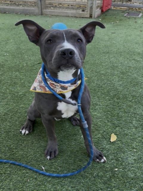 Bogey, Pit Bull Terrier / Mixed (medium coat)