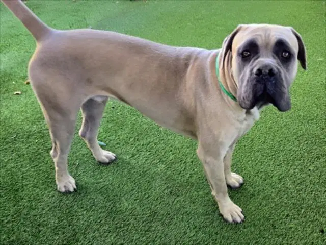 Ace - Cane Corso Mastiff