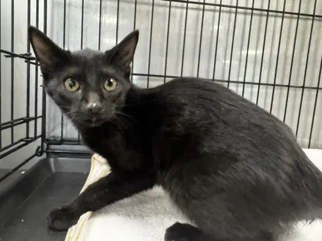 Michael Myers - Domestic Short Hair