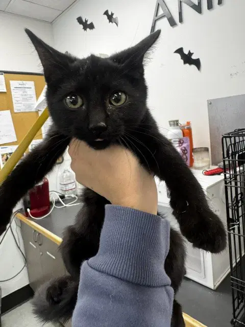 Tifanny - Domestic Short Hair