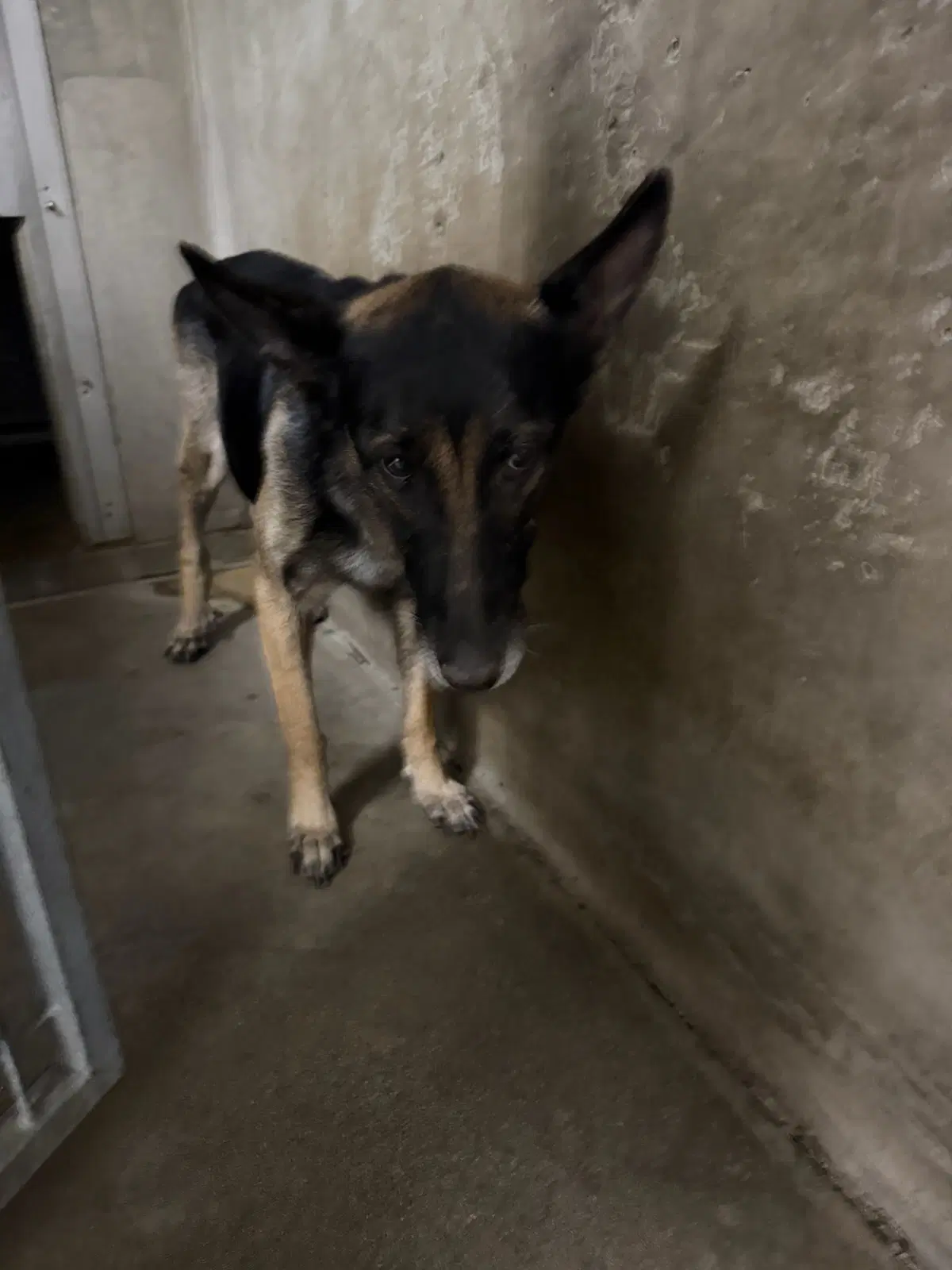 Kit - German Shepherd Dog