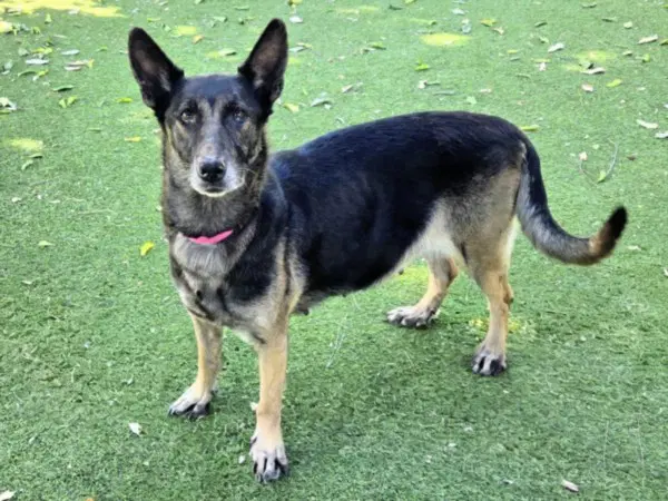 Kit - German Shepherd Dog